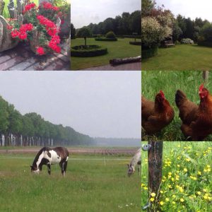 Bed & Breakfast Bos-Inn Meppen Drenthe: Wijds uitzicht over tuin, weilanden en bos. Gezellige sfeer